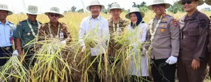 Panen Raya Padi di Kabupaten Barito Kuala, Baznas Dorong Kemandirian Ekonomi Petani di Kalsel