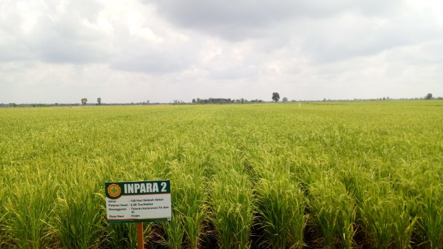 Kementan Sulap 750 Hektare Lahan Rawa di Barito Kuala Jadi Sawah