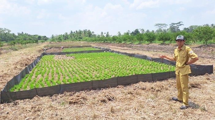 Petani Pendalaman Baru di Kabupaten Barito Kuala Siapkan Lahan untuk Tanam Padi Surung