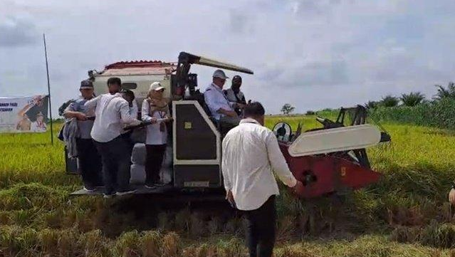 Kunjungan ke Jejangkit Muara Batola, Pejabat Kementerian Pertanian RI Ini Diajak Panen Padi